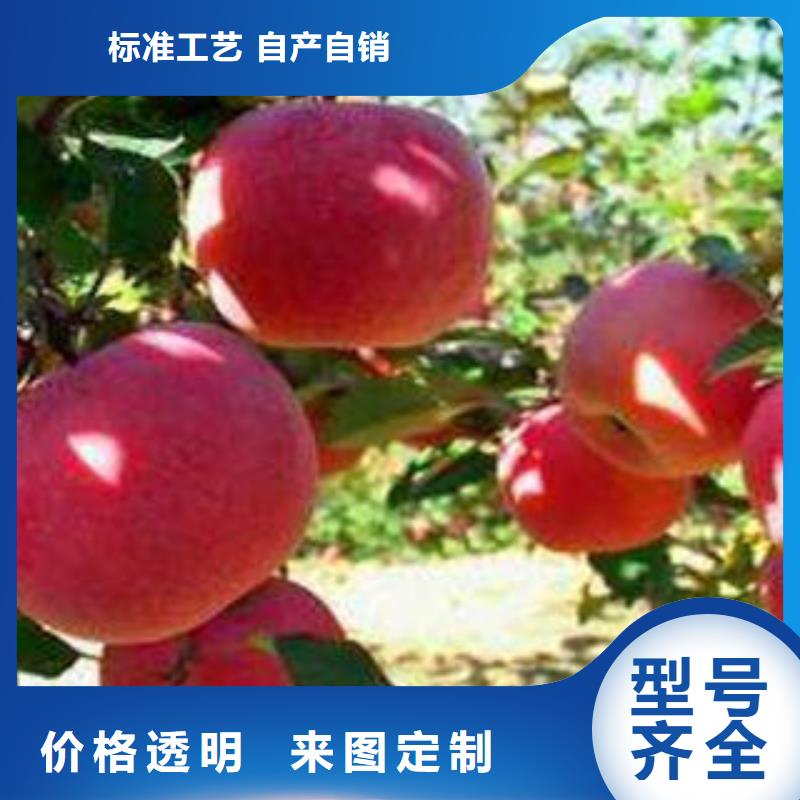 紅富士蘋果紅富士蘋果產地質量無憂精工制作
