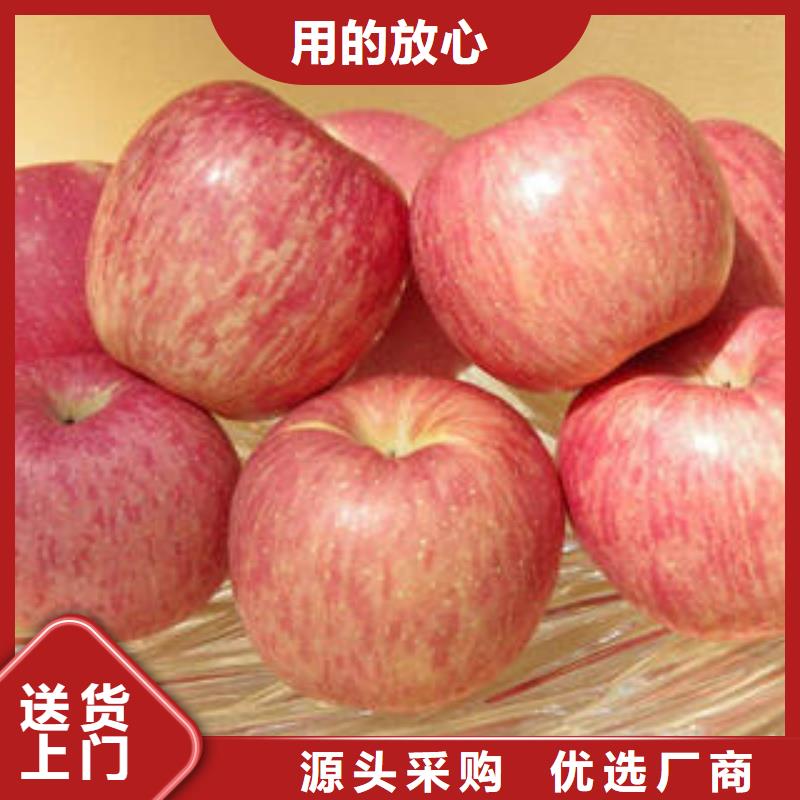 紅富士蘋果蘋果種植基地廠家新品專業生產團隊