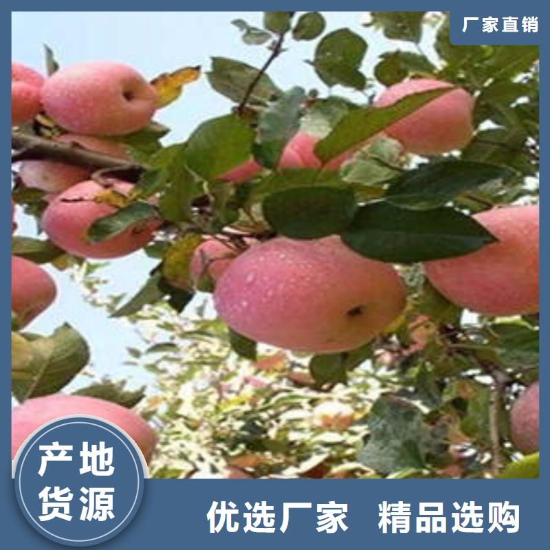 紅富士蘋果蘋果種植基地精選好貨全品類現貨