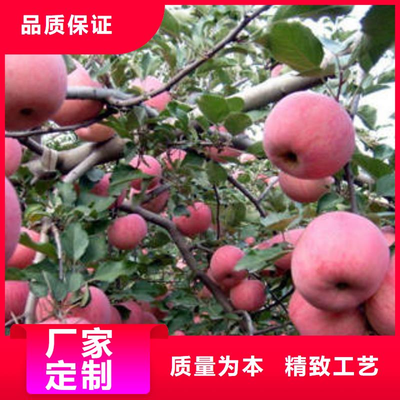 【紅富士蘋果,蘋果批發直銷廠家】現貨批發