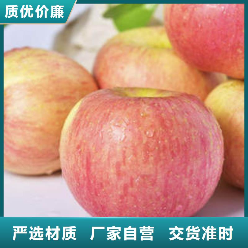 紅富士蘋果嘎啦蘋果廠家本地貨源