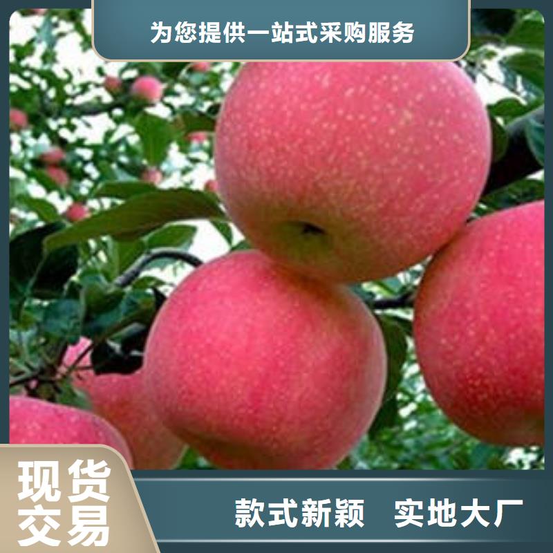 紅富士蘋果紅富士蘋果批發(fā)安裝簡(jiǎn)單同城經(jīng)銷商