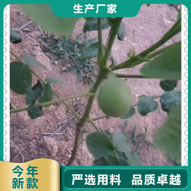 核桃苗蓝莓苗诚信经营质量保证当地经销商