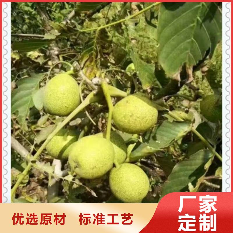 【核桃苗】_藍(lán)莓苗用心做好每一件產(chǎn)品當(dāng)?shù)厣a(chǎn)商