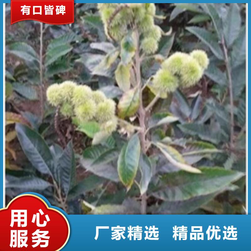 板栗苗-蘋果苗專業生產制造廠質優價廉