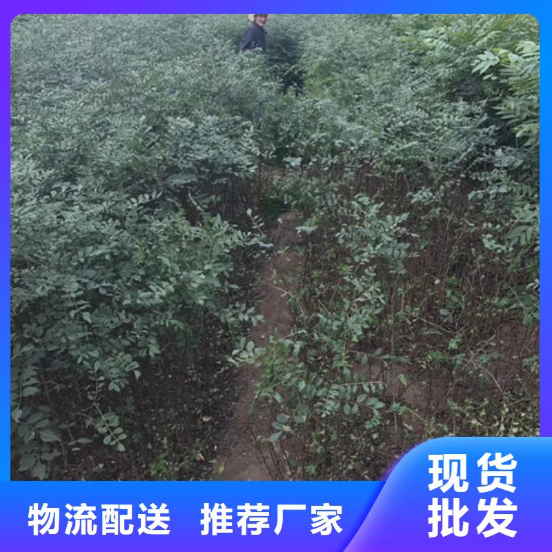 花椒苗核桃苗质量检测自有生产工厂