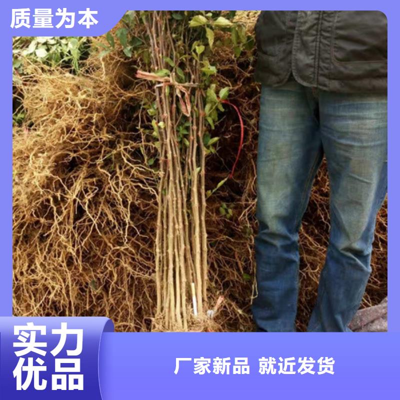 花椒苗價格實惠工廠直供自產自銷