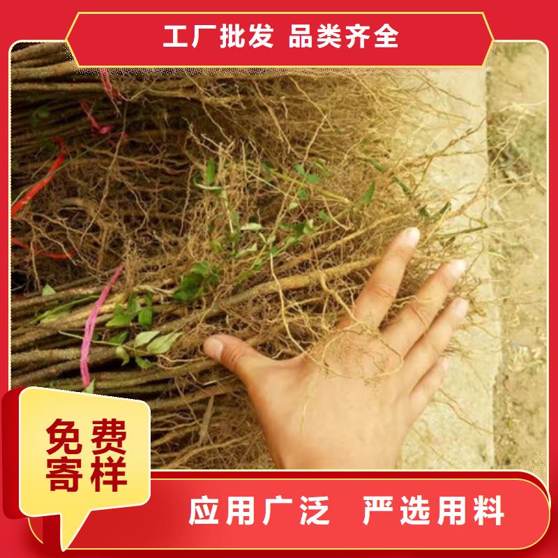 花椒苗梨树苗满足客户所需当地生产商