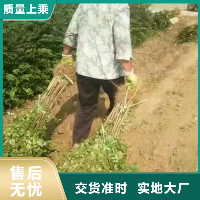 花椒苗桃樹苗實力雄厚品質保障本地經銷商