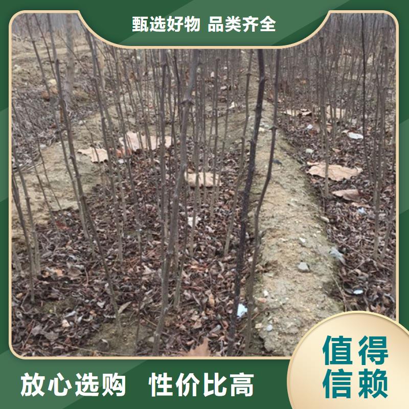 花椒苗,【梨樹苗】保障品牌企業