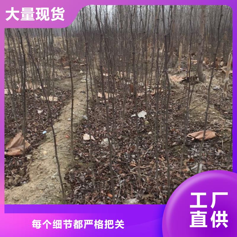 花椒苗板栗苗嚴(yán)格把控每一處細(xì)節(jié)本地品牌