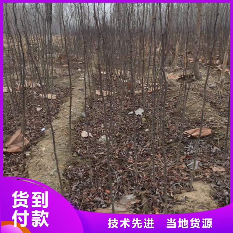 花椒苗_藍莓苗實體廠家支持定制擁有多家成功案例