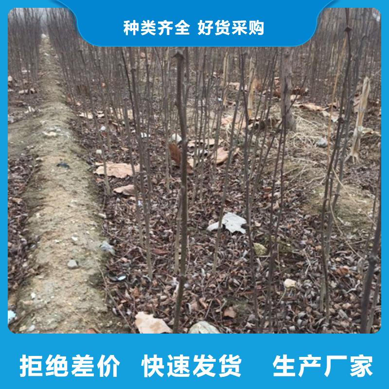 花椒苗-板栗苗助您降低采購成本符合標(biāo)準(zhǔn)