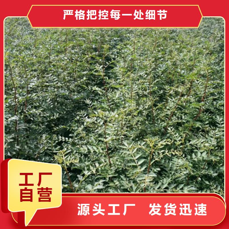 花椒苗快捷物流适用范围广