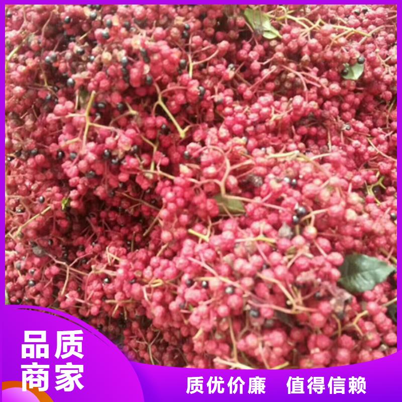 花椒苗山楂苗品質信得過細節決定成敗