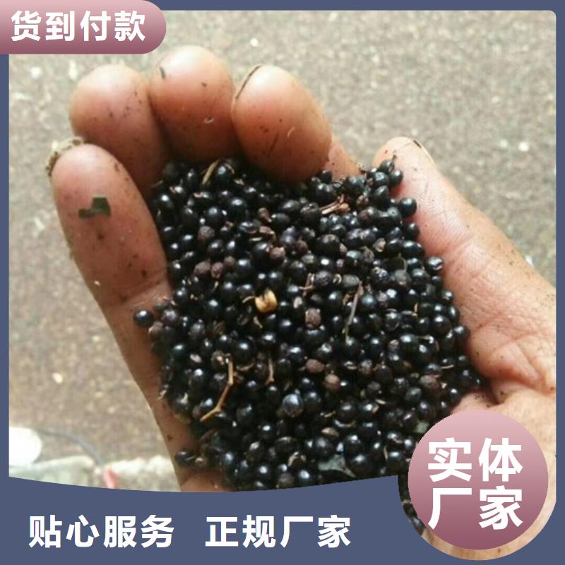 花椒苗-板栗苗放心選購好品質用的放心