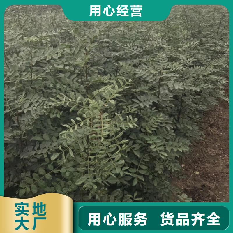 花椒苗桃樹苗自產自銷專注產品質量與服務
