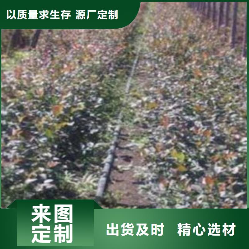 【蓝莓苗】板栗苗量大更优惠质量优选