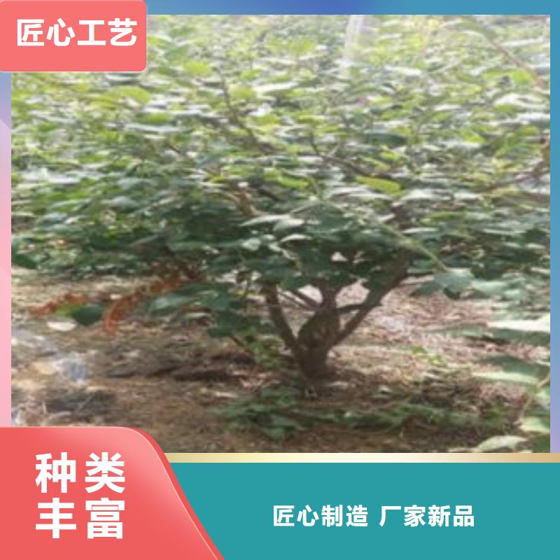 蓝莓苗,梨树苗品牌专营[本地]生产商