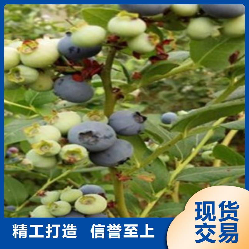 【藍莓苗】_山楂苗優良材質實力商家