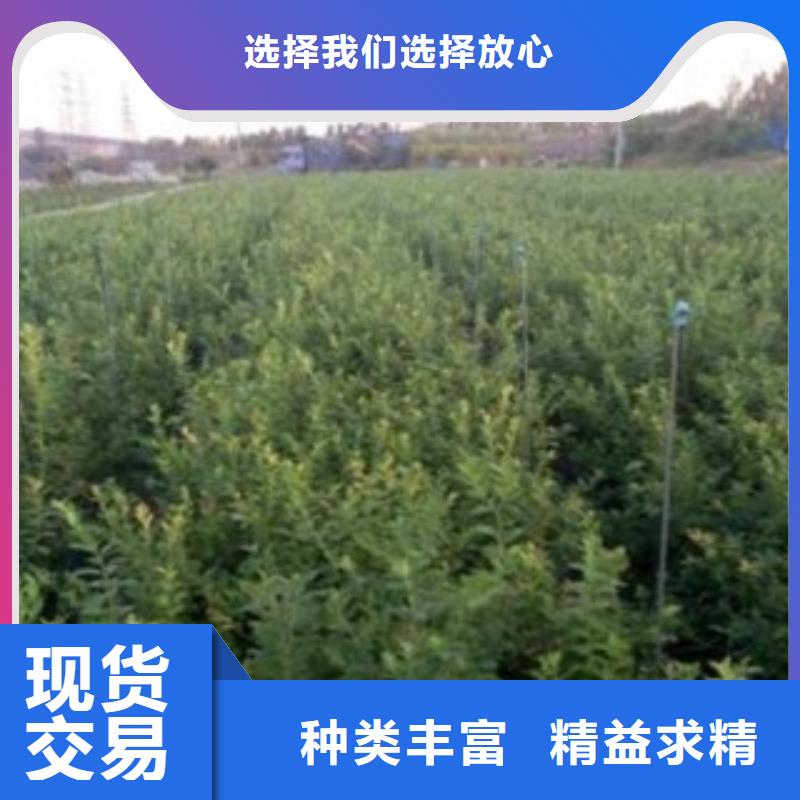 蓝莓苗梨树苗品牌企业附近生产厂家