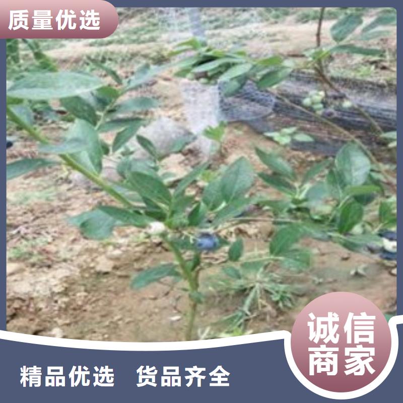 【蓝莓苗梨树苗价格透明】质量无忧