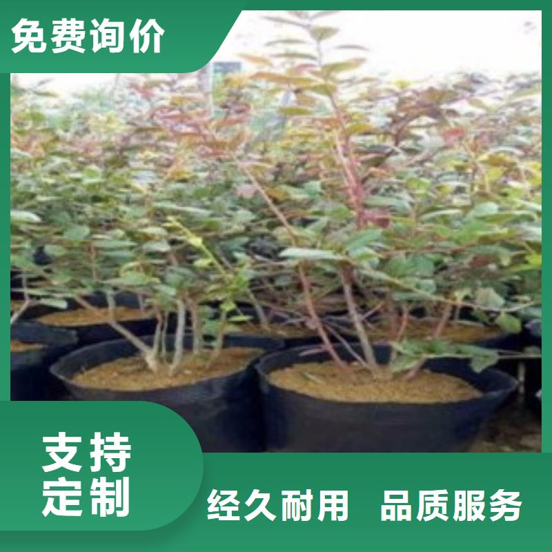 蓝莓苗花椒苗精心推荐厂家案例