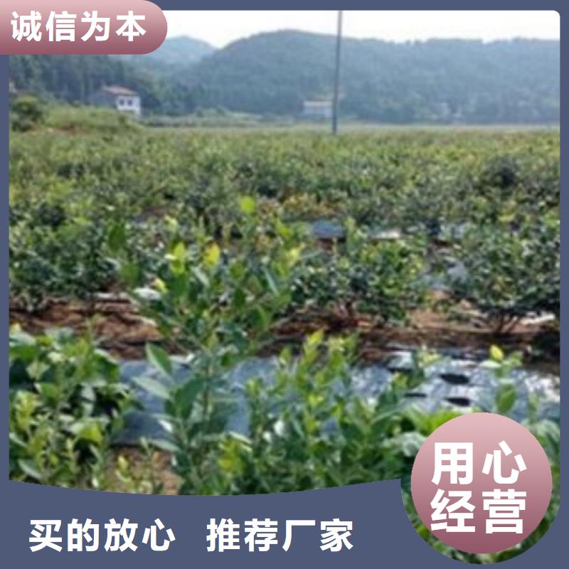 【蓝莓苗梨树苗市场行情】工厂自营