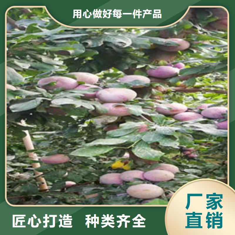 李子苗-山楂苗種類豐富真正的源頭廠家