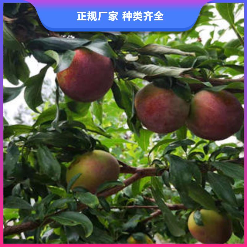 李子苗花椒苗一手貨源實力派廠家