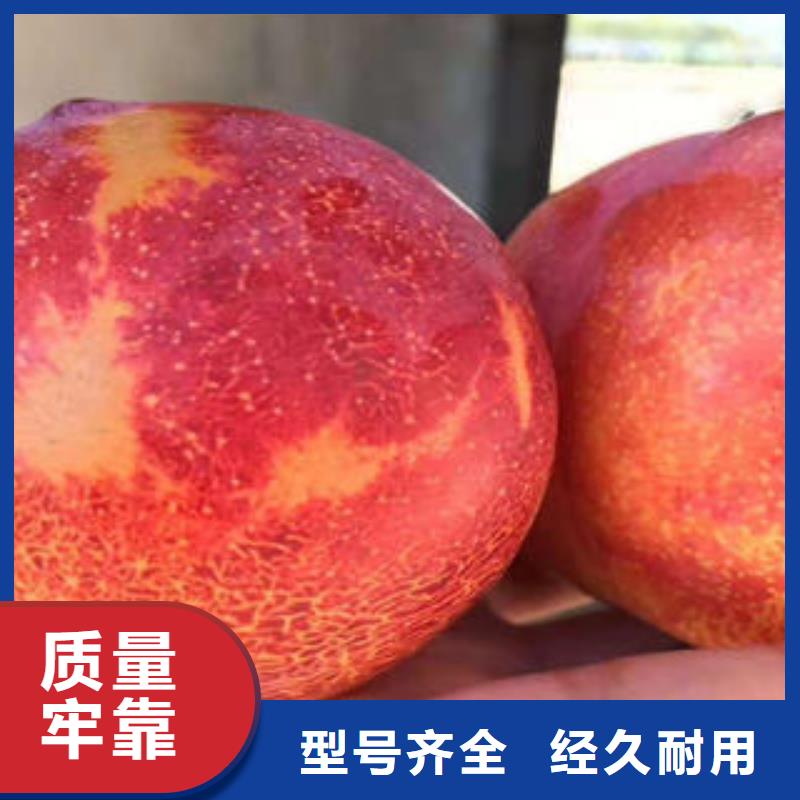 李子苗-板栗苗專注生產(chǎn)制造多年歡迎新老客戶垂詢