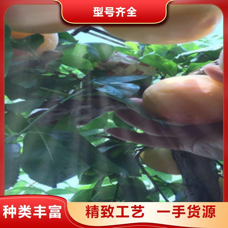 李子苗_【蘋果苗】好品質用的放心款式多樣