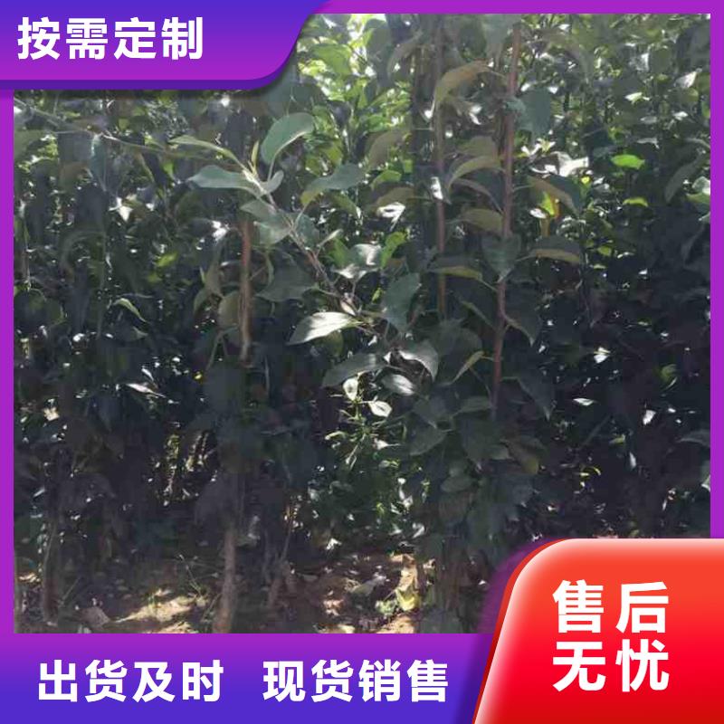 蘋果苗-梨樹苗廠家直銷售后完善同城供應(yīng)商