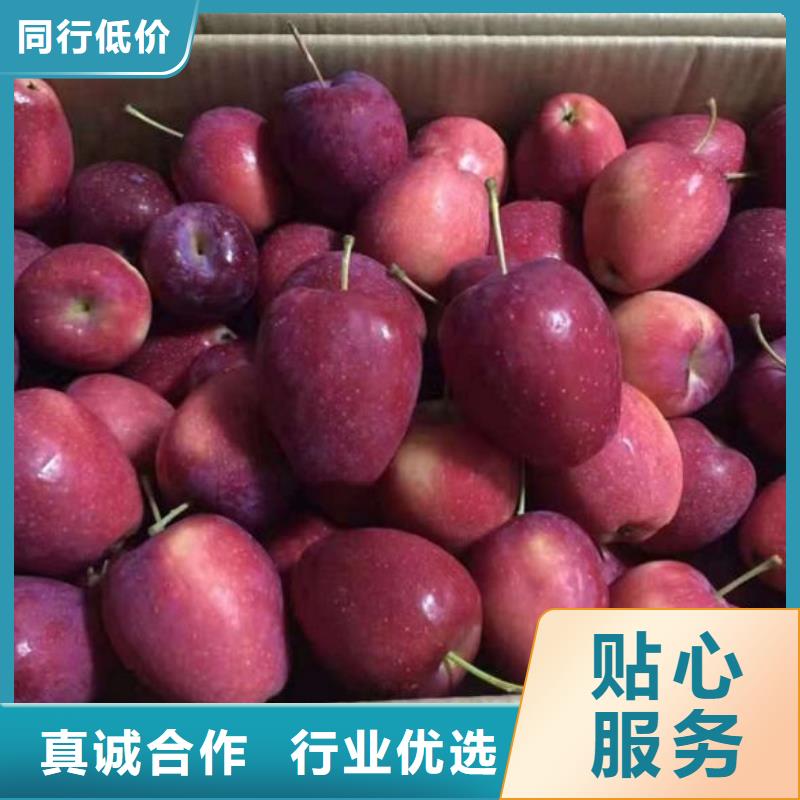 【蘋果苗_板栗苗品質卓越】本地貨源