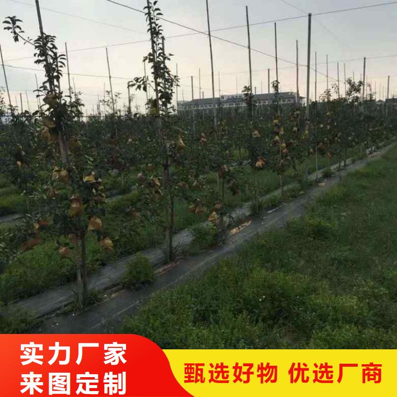 苹果苗李子苗源厂直销当地生产商