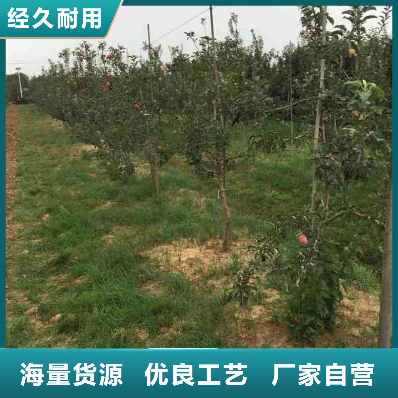 【苹果苗_核桃苗来图来样定制】一件也发货