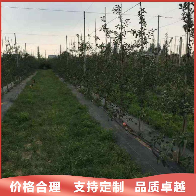 蘋果苗花椒苗廠家質(zhì)量過硬質(zhì)量三包