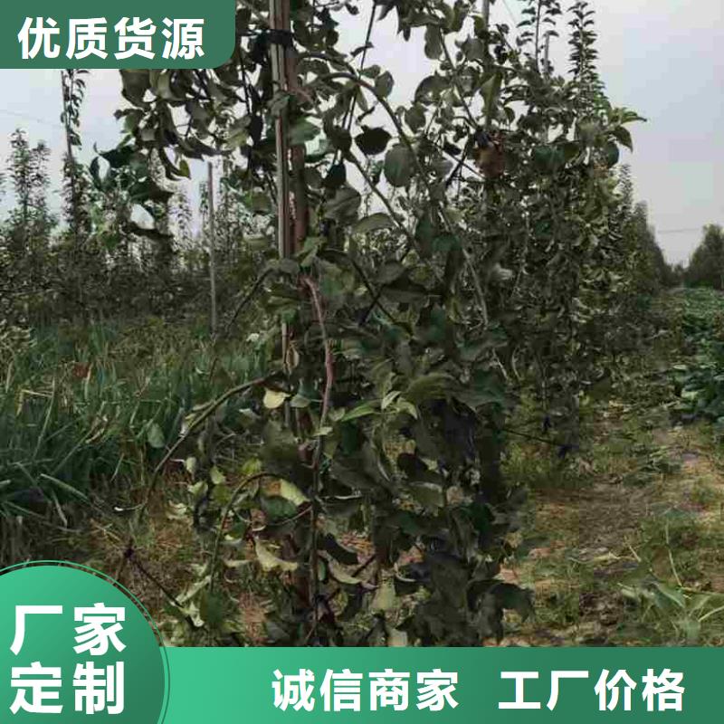 蘋果苗,梨樹苗物流配送同城服務商