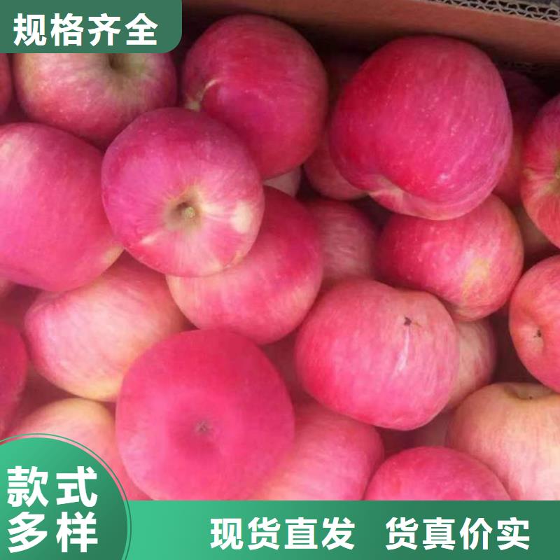 蘋果苗板栗苗可放心采購卓越品質保障