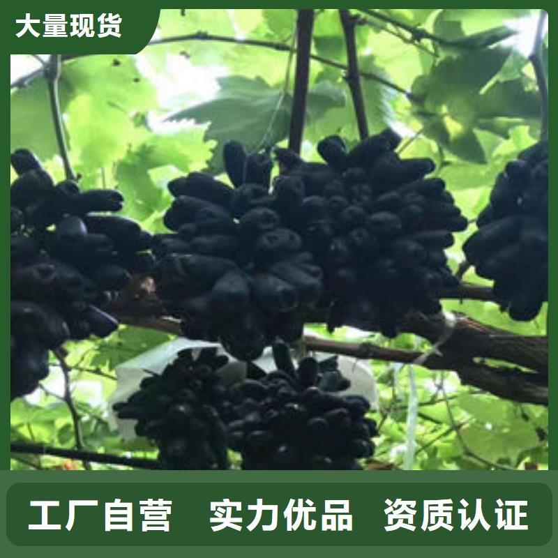 葡萄苗【山楂苗】安装简单当地经销商