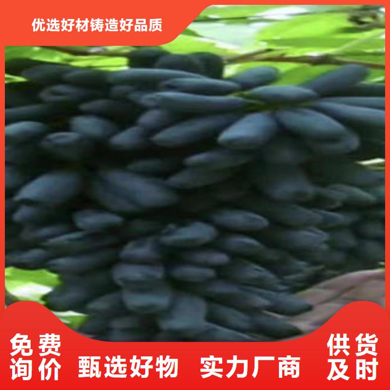 【葡萄苗板栗苗放心得選擇】源頭廠商