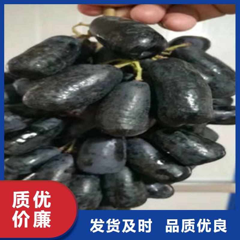 葡萄苗山楂苗真材實料當地公司