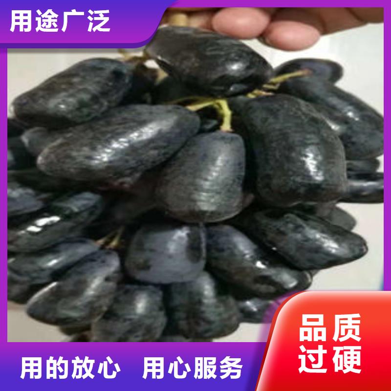 葡萄苗梨樹苗專業設計廠家批發價