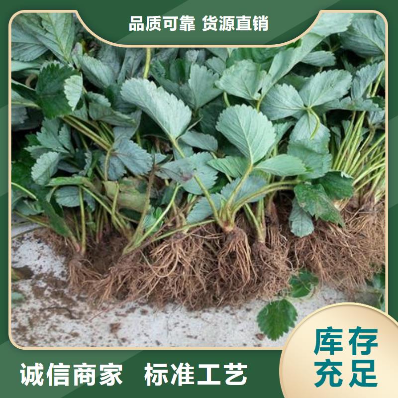 草莓苗花椒苗重信譽(yù)廠家出廠價(jià)