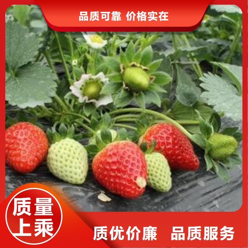 草莓苗蘋果苗追求品質當地供應商