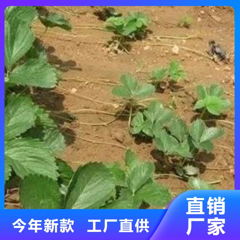 草莓苗,【山楂苗】详细参数【本地】厂家