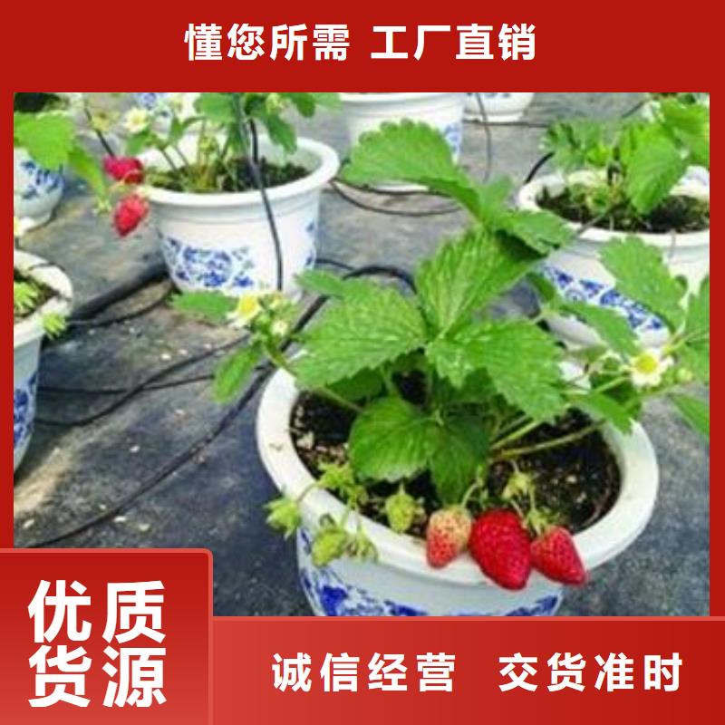 草莓苗梨樹苗用心制造每個細節都嚴格把關