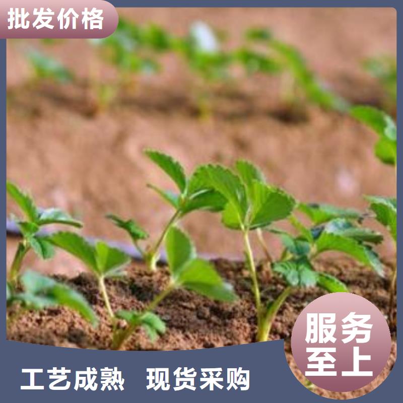 【草莓苗】梨樹苗準時交付同城服務商