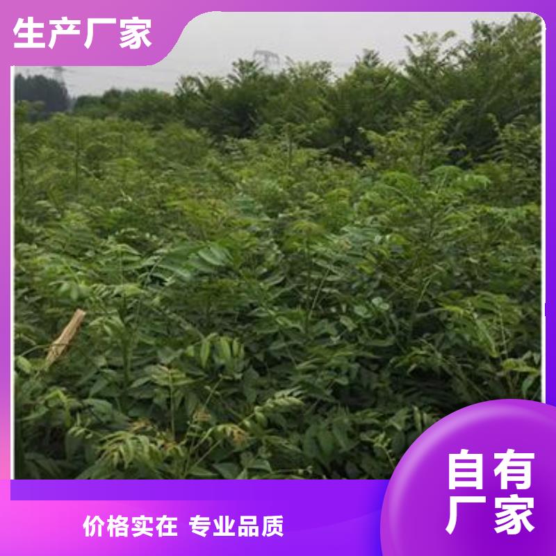 香椿苗_核桃苗多種優勢放心選擇有實力有經驗