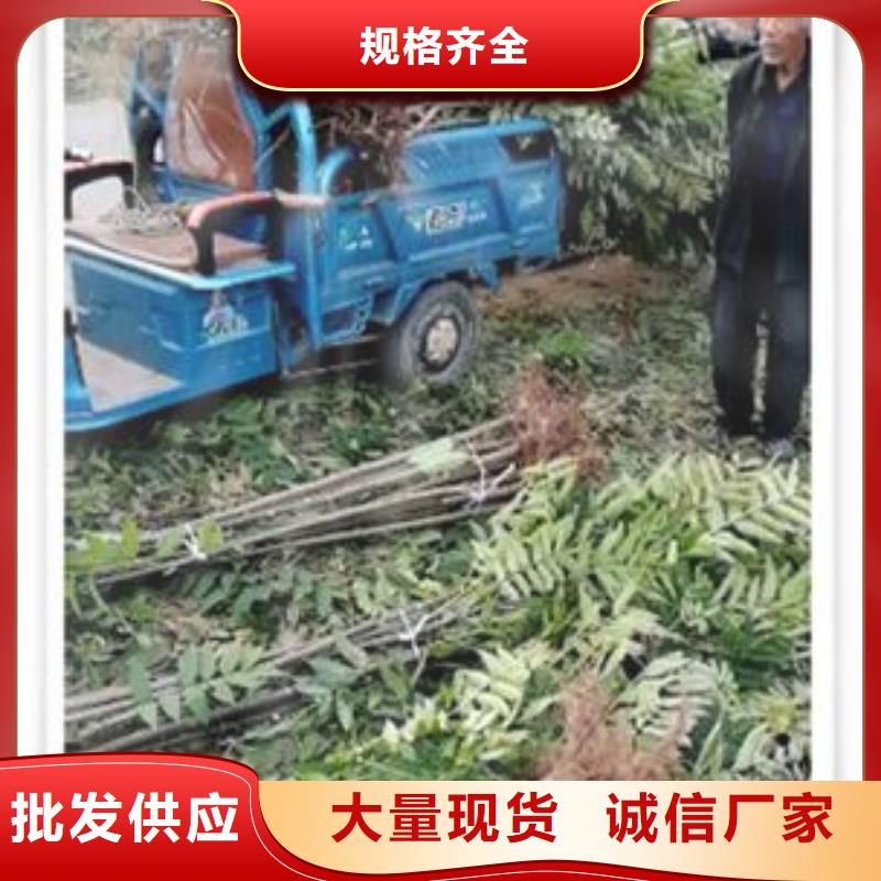 香椿苗,【李子苗】實體廠家大量現(xiàn)貨品質(zhì)優(yōu)良